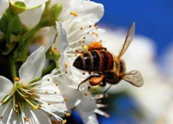 zdjęcie przedstawia pszczołę na kwiatku