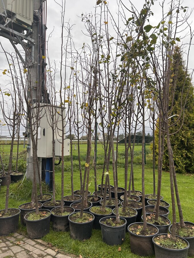 zdjęcie przedstawia drzewa